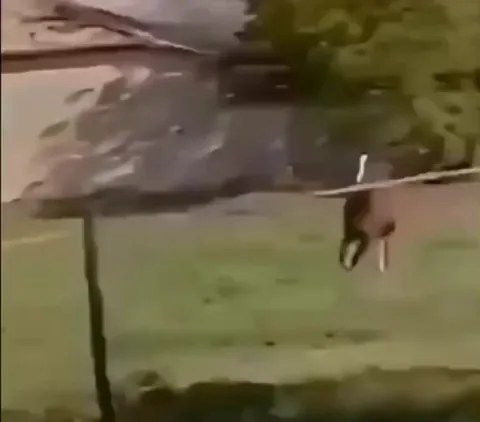 In 1997 a horse spotted a group of cyclists during a race and without warning decided to join them, winning the stage