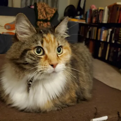 Tribute to Buster - we adopted her as a kitten 17 years ago and had to say goodbye today. She loved naan and croissants and stickers and her mortal enemy was the Xbox disc tray. She was always our babycat.