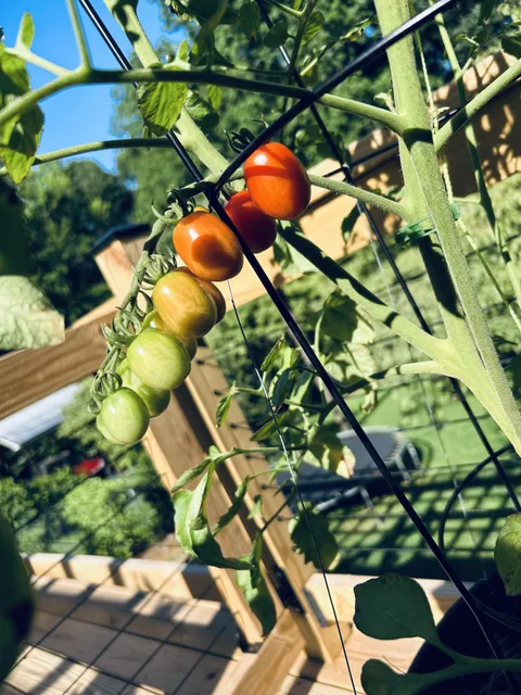 Look how pretty! 🍅