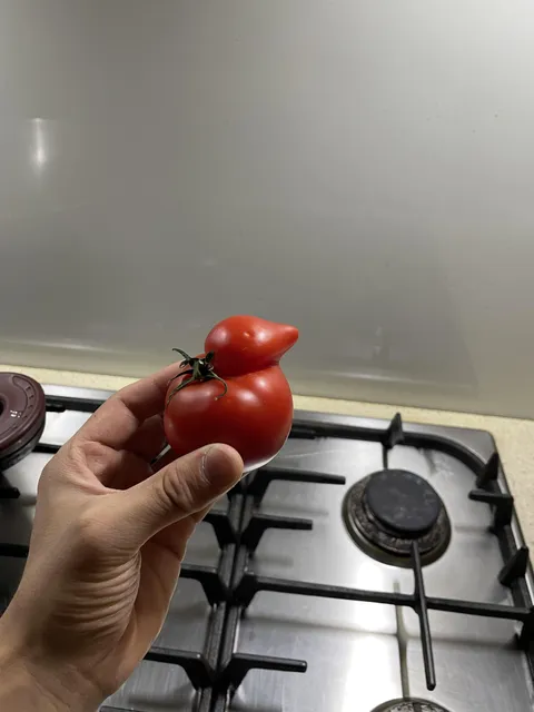 I found a perfect duck tomato