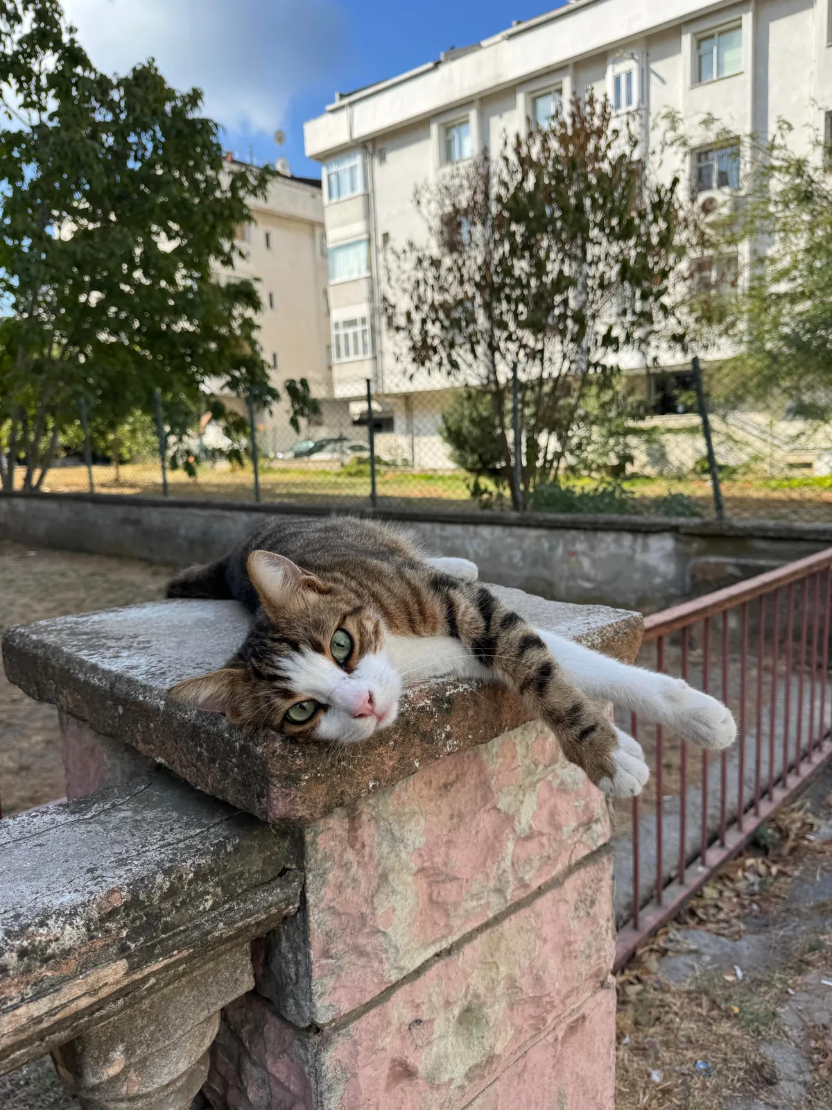 Some Istanbul cats I wanted to share