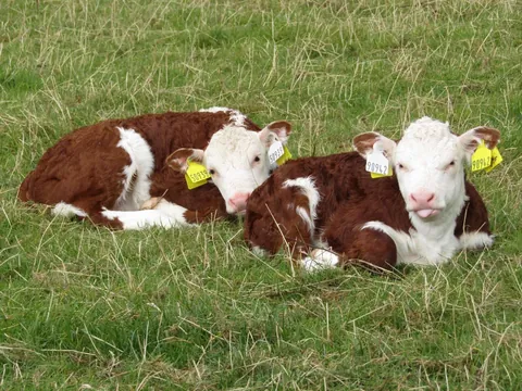 Some photos of Doug and Dean from the past few days. They’re never far apart.