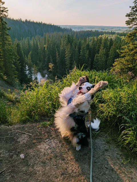 Every time we get to the top of this hill I take a Milo pic. He's always so excited to pose!