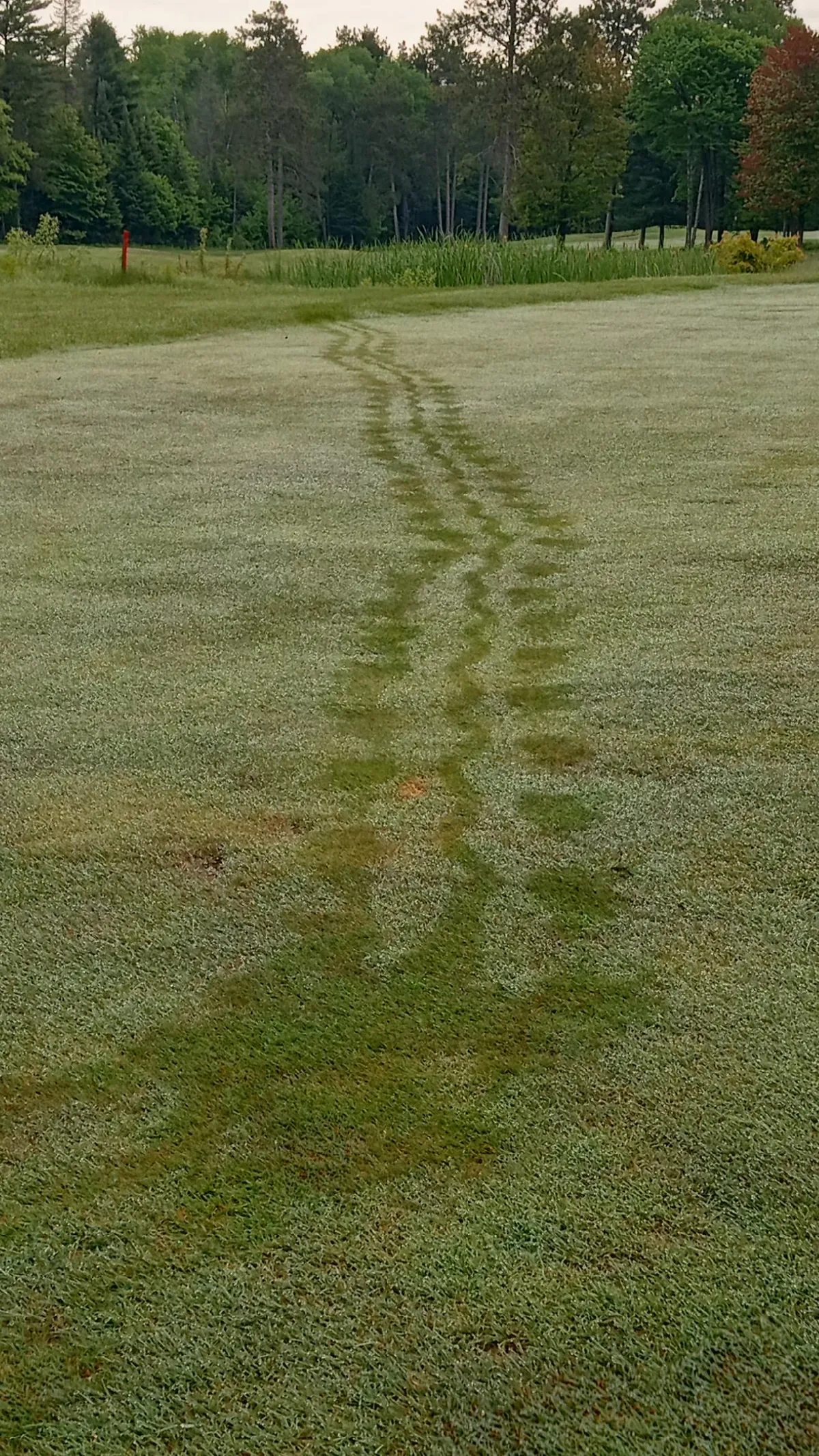 Animal Tracks in Morning Dew