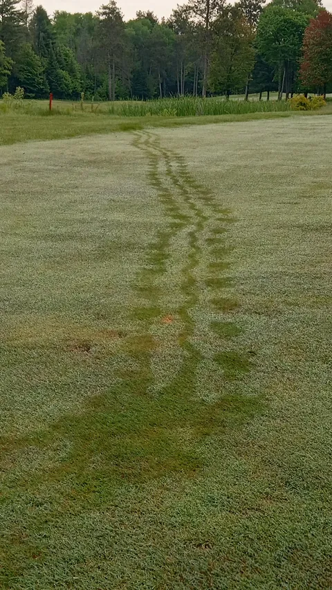 Animal Tracks in Morning Dew
