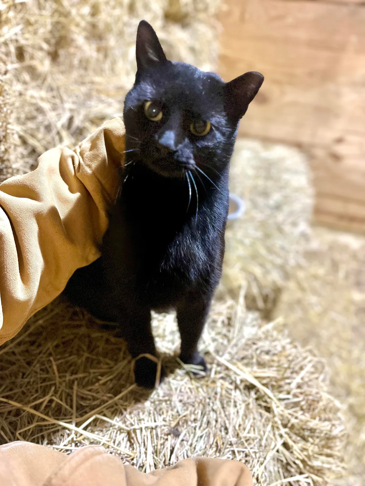 Never thought I’d like a cat until this one showed up around the barn. 