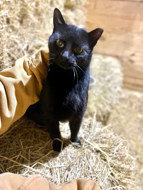 Never thought I’d like a cat until this one showed up around the barn. 