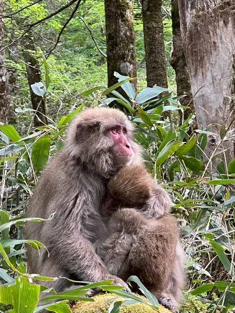 7 days in Fuji, Japanese Alps &amp; Kanazawa with Kids