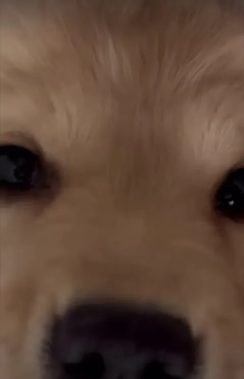 The graceful landshark