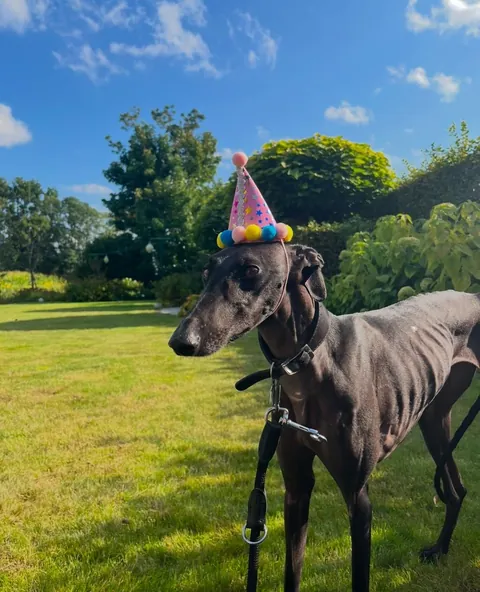 My fav funny pics of my two dogs Athena and Aurora