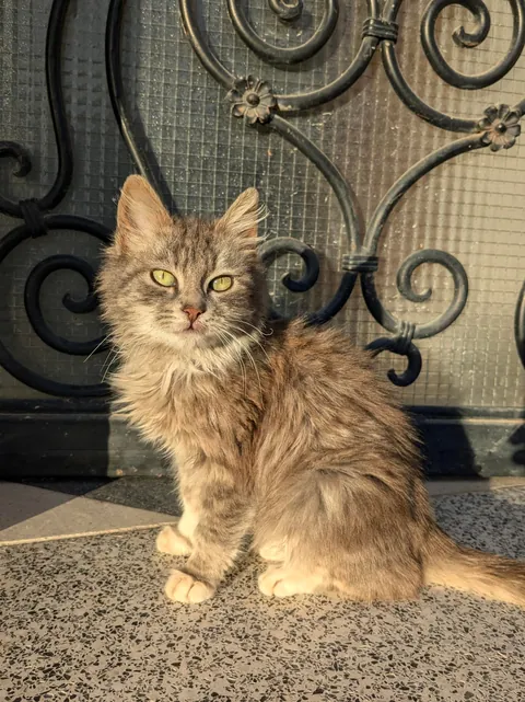 After a long day, I came home to a tiny kitten on my doorstep