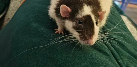 Pepe has 1 extremely long whisker