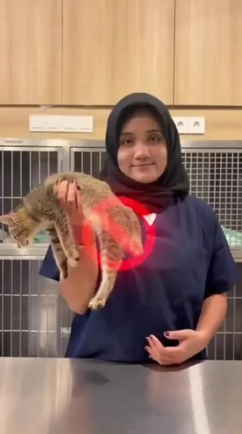 How to properly hold a cat.