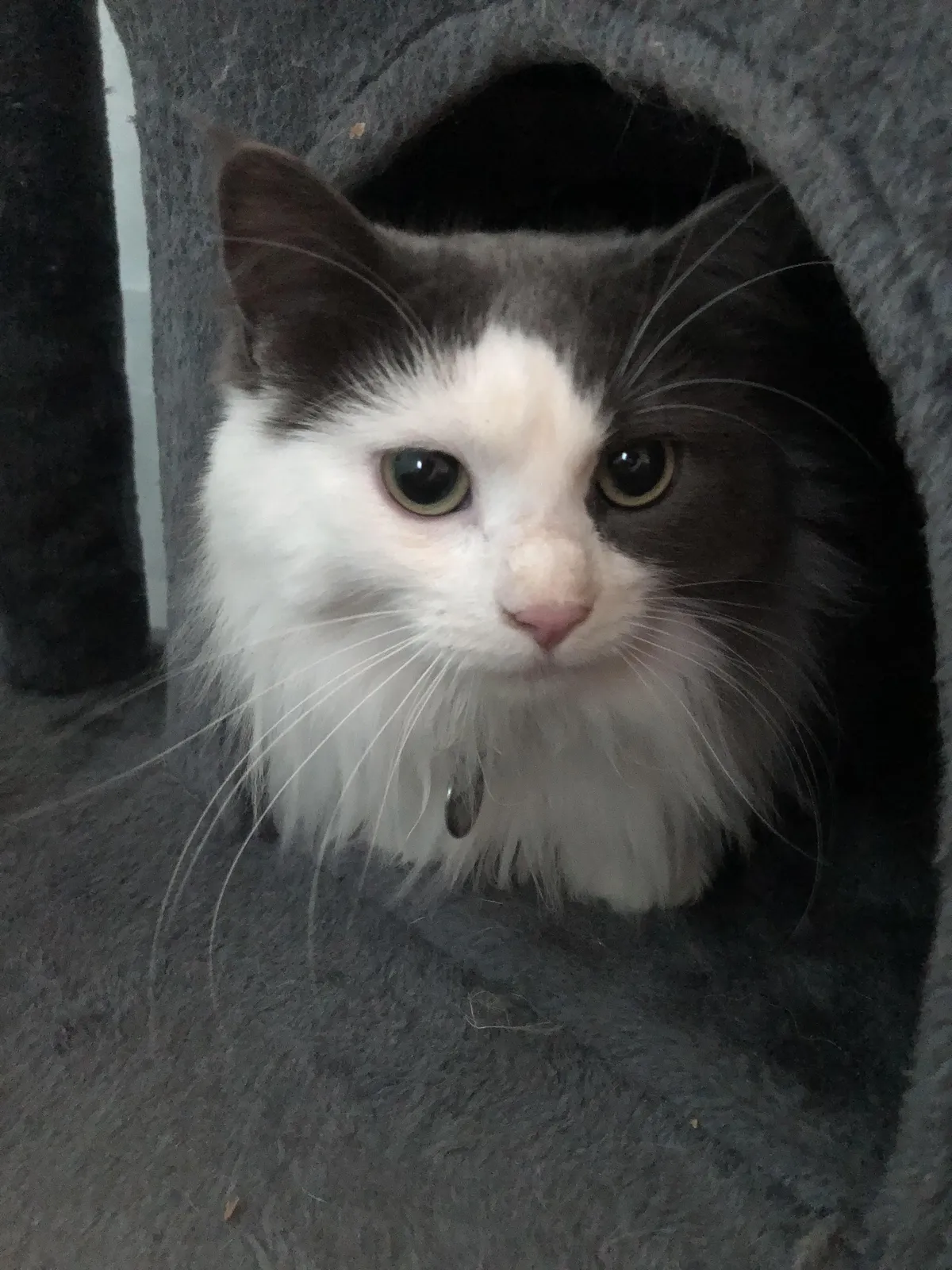 New cat isn't drinking water