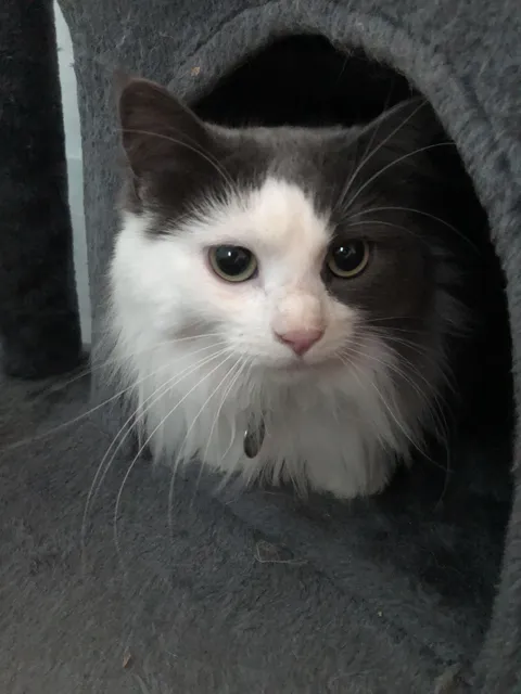 New cat isn't drinking water