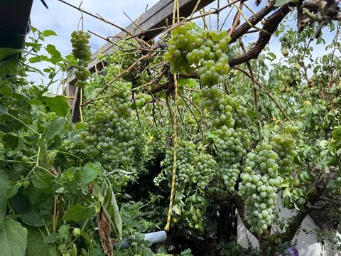 Year of the grapes 🍇