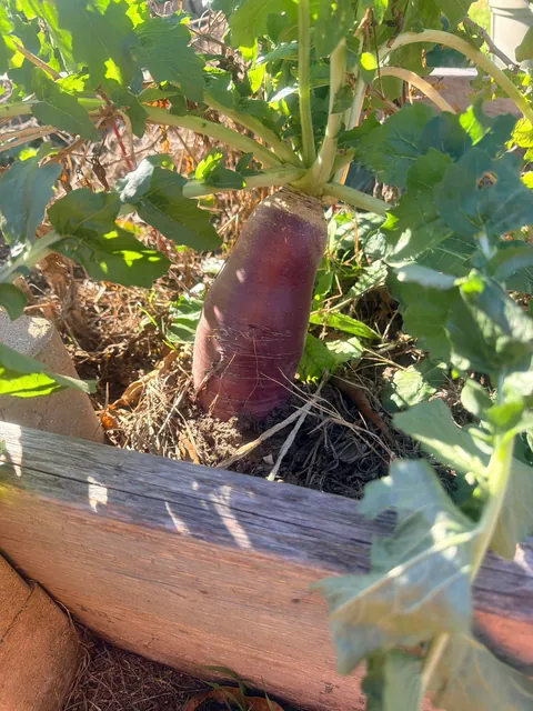 So I kinda forgot about this guy