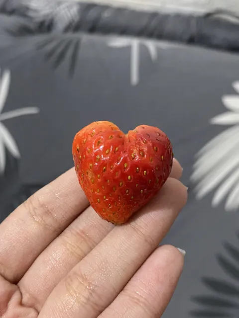 Perfect heart shaped strawberry