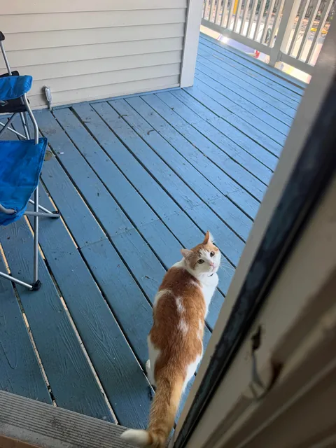 First time cat owner