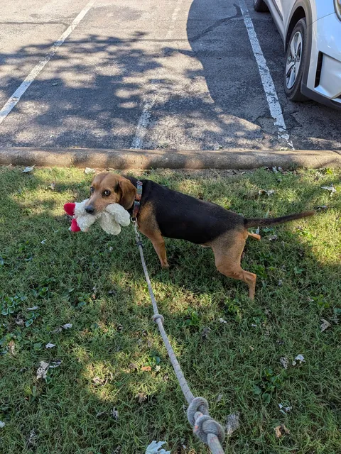 A boy and his lamb chop