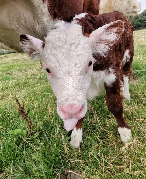 Young calves sometimes leave their tongues sticking out after drinking milk and I think it’s adorable