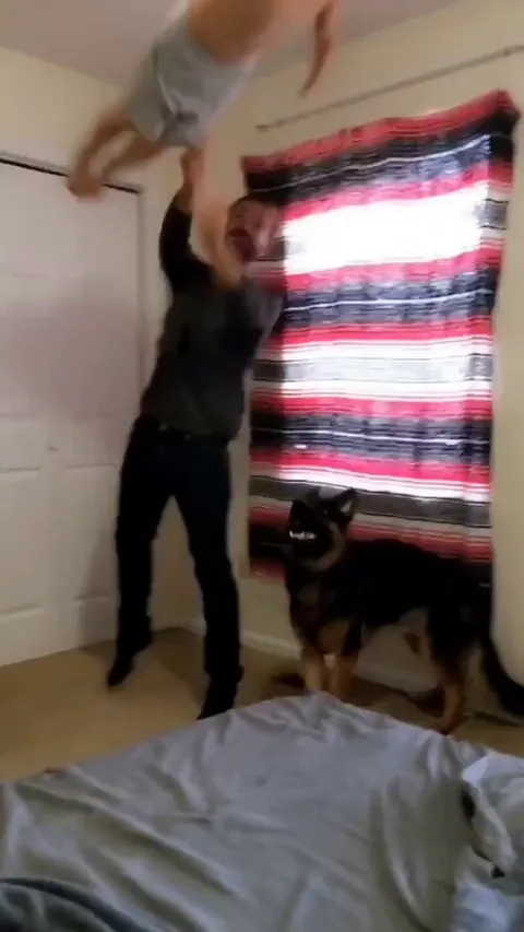 Dad Tosses Giggling Son Onto Bed, Then Gives Jealous German Shepherd A Turn.