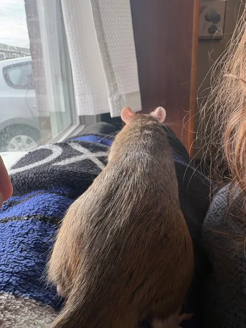 Is my rat a roof rat?