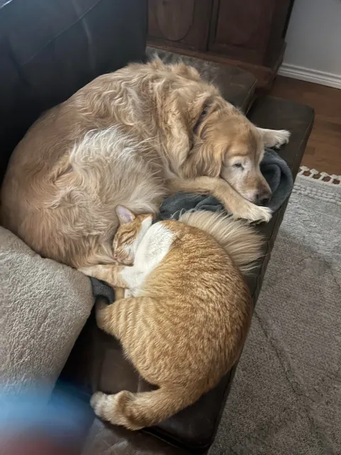 JimJim loves his Clover dog