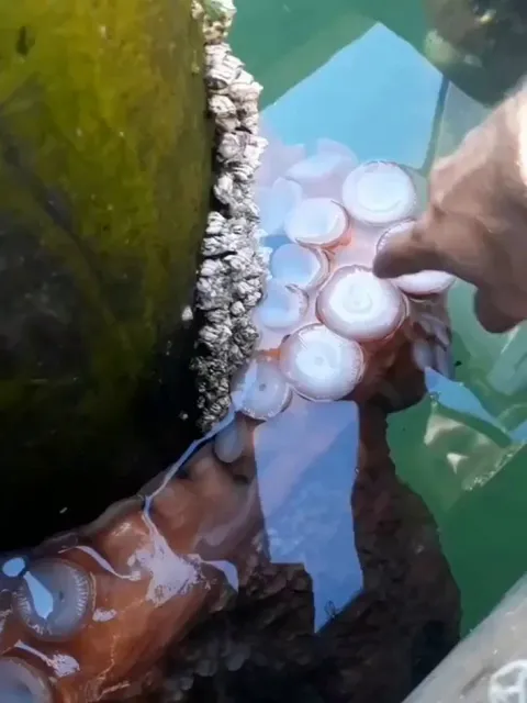 🔥 When you go to pet an octopus, and it pets you back