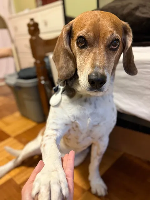 This is Wagner, he is the goodest boy in my life