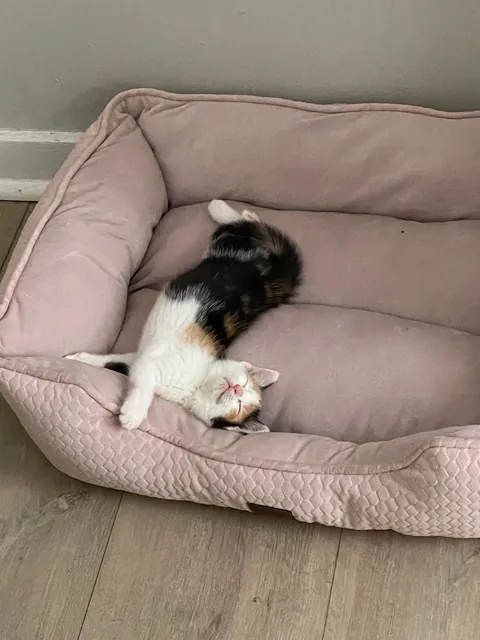 Human Inside a cat body😭