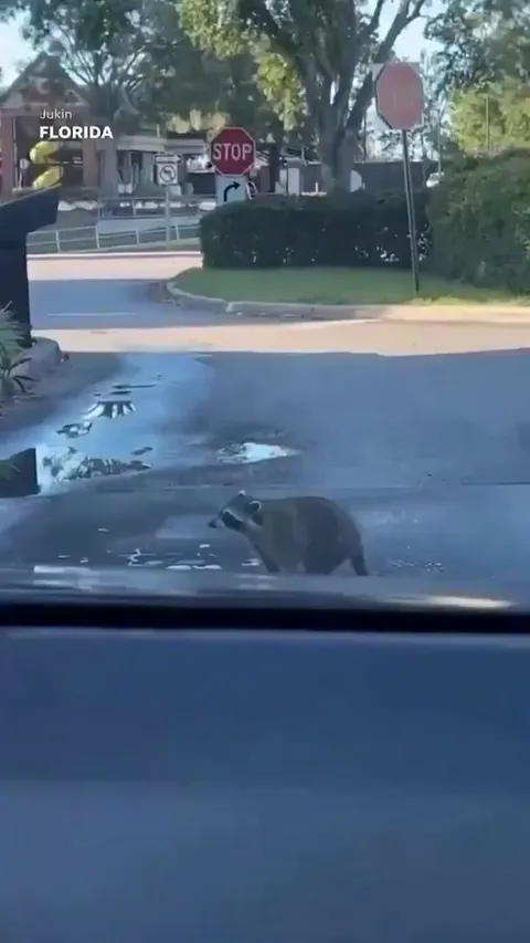 WHAT U MEAN THROW HIM A DONUT??? DONT U SEE HOW POLITE HE IS??