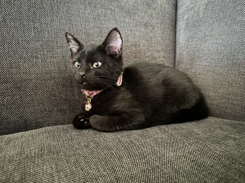 We just adopted this little one yesterday. I’m so in love