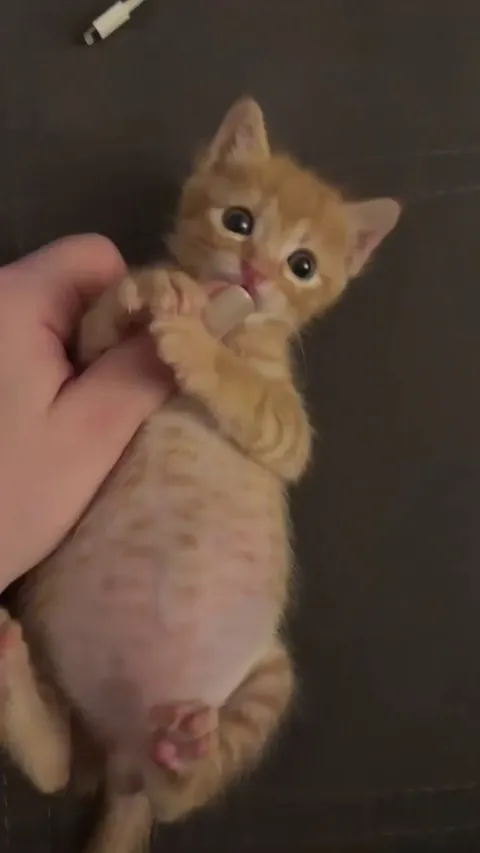 Kitty...