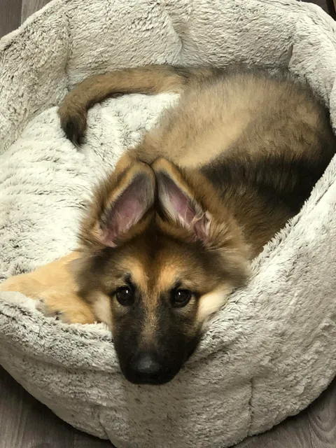 She’s been sick and teething all weekend but the last two days have proven she’s secretly angelic