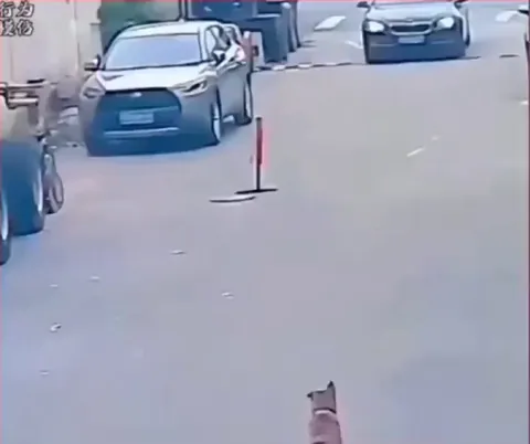 Man rescues dog that fell into manhole