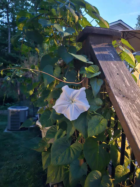 To me, moonflowers are one of the first signs of fall