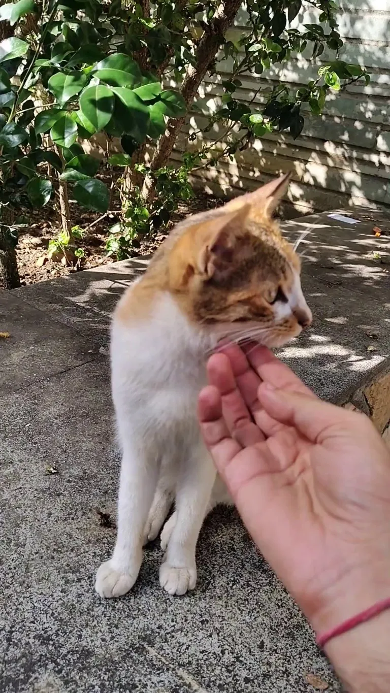 A random cat I found in my college