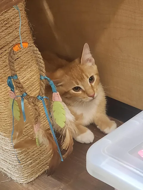 Adopted two new happy boiz! Meet Custard (White) and Sherma (Orange).