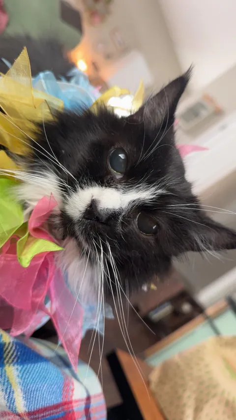 Cookie is 25 today! Tell her Happy Birthday 🥳❤️