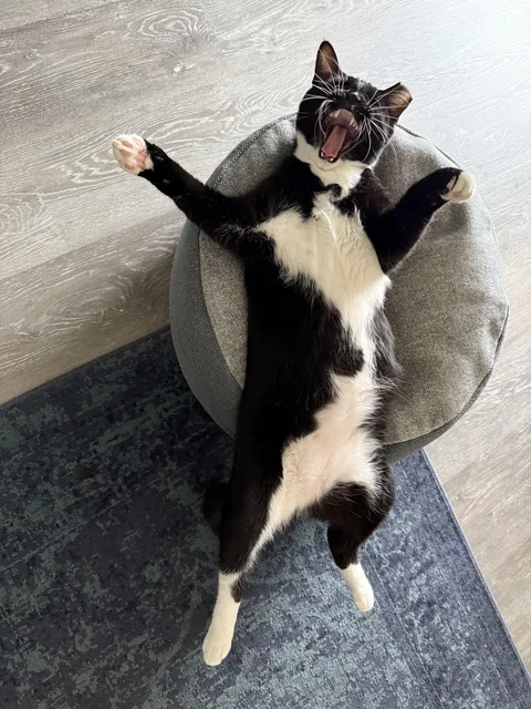 PsBattle: relaxing cat yawning