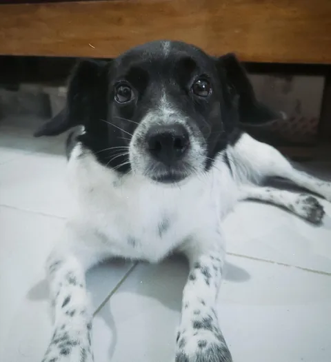 it's my 4th barkday and i just ate some chimkens <3