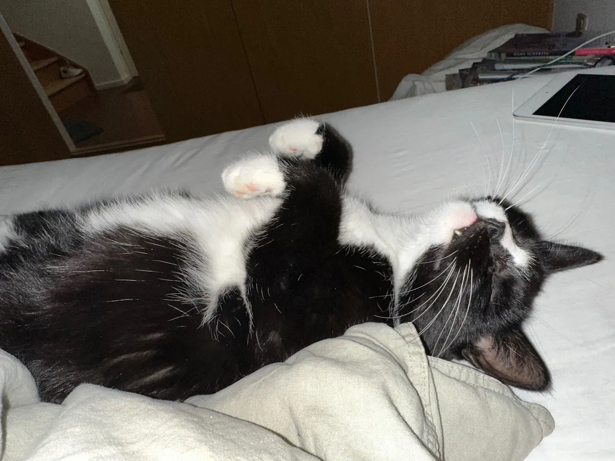 She brought in a live mouse and LOST IT!