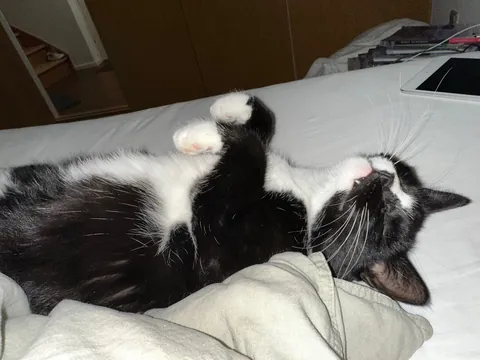 She brought in a live mouse and LOST IT!