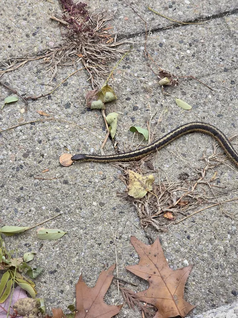 Snake outside my front door had a penny