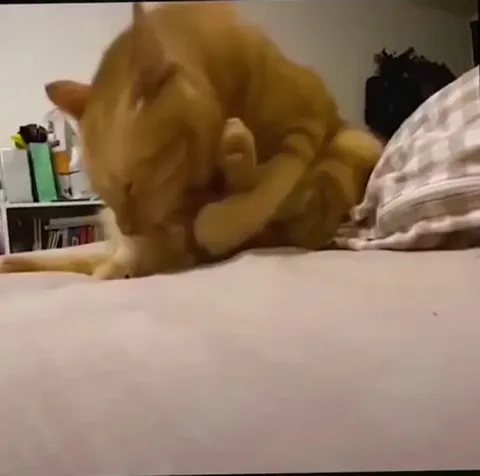 Come back here beans!!