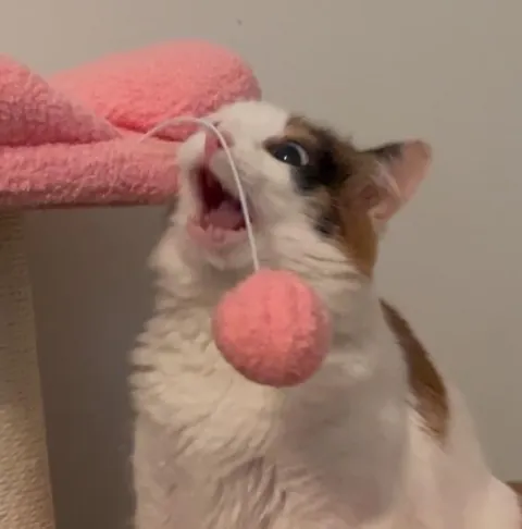 My little lady’s reaction to her cat tree: