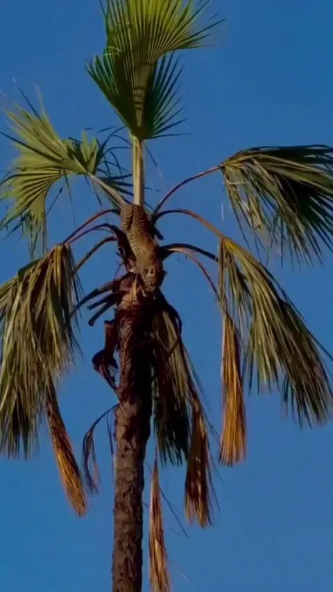 🔥 Leopard demonstrates its immense strength in descending a massive 15 to 20 metre palm tree to escape approaching baboon
