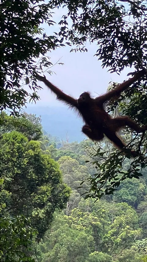 My favourite pics from 3 weeks backpacking through Indonesia last summer