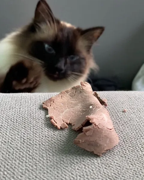 Some random cat learned how to jump up to my window ledge to get in